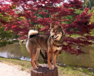 Étalon Shiba - UMAI TANUKI Du Lac De Beaulieu