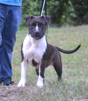 Étalon American Staffordshire Terrier - Mdk Team Tina Turner