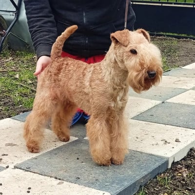 Étalon Lakeland Terrier - Victime de la mode Des Regaires