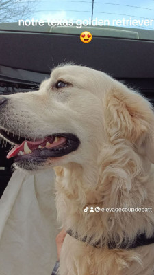 Étalon Golden Retriever - Texas De La Source Du Riet Veld