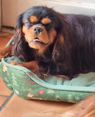Étalon Cavalier King Charles Spaniel - virgule Des Marais De Bremes