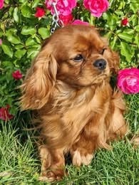 Étalon Cavalier King Charles Spaniel - vulcain Des Marais De Bremes