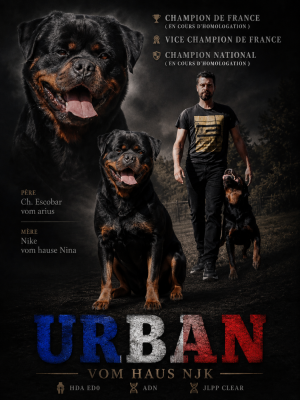 Étalon Rottweiler - Urban vom haus njk