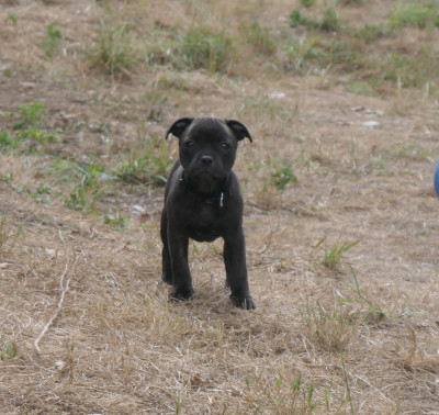 Étalon Staffordshire Bull Terrier - Angel in Armor De Contagious Magic