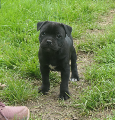 Étalon Staffordshire Bull Terrier - Black Diamond De Contagious Magic
