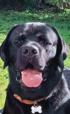 Étalon Labrador Retriever - Athos Des Vallées De Galway