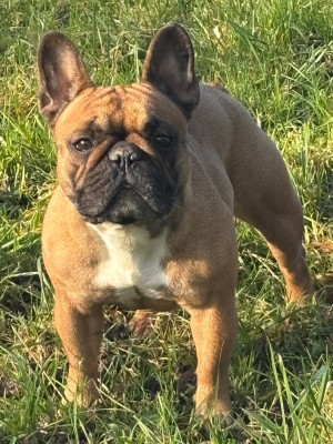 Étalon Bouledogue français - Eden Of The Beauty As Tiana