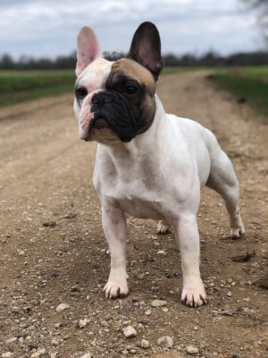 Étalon Bouledogue français - Scarface Des Monts De La Moria
