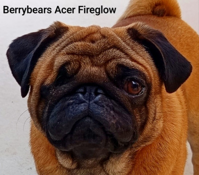 Étalon Carlin - Berrybears Acer Fireglow