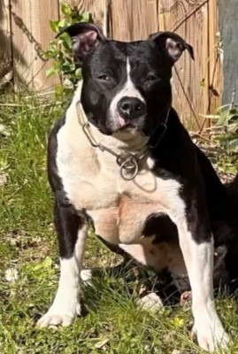 Étalon American Staffordshire Terrier - TASKMASTER AKA ANTONIA DREYKOV Of Silver Mills