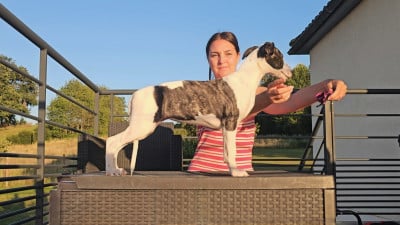 Étalon Whippet - Impul's Garden Become My Irish Princess