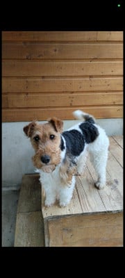 Étalon Fox Terrier Poil Dur - Salsa des échos savignois
