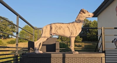 Étalon Whippet - Impul's Garden Become My Irish Crush