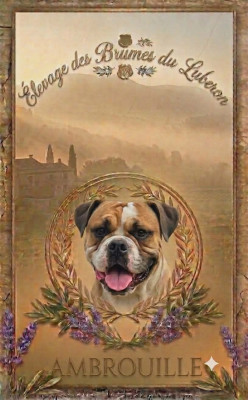 Étalon Bulldog continental - Ambrouille Des Brumes Du Luberon