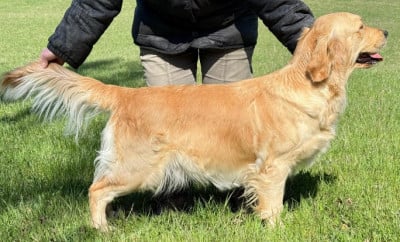 Étalon Golden Retriever - Unreal Comeback Tequila du Plateau des Bories