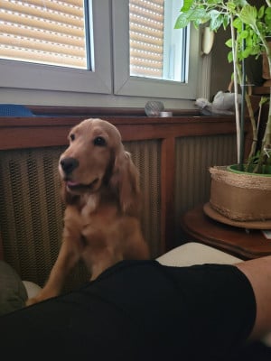 Étalon Cocker Spaniel Anglais - VENUS De La Rose Anglaise