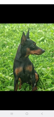 Étalon Pinscher nain - Unk (Sans Affixe)