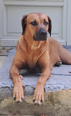 Étalon Rhodesian Ridgeback - Greta Kutamba Goeleta de la muela de cortes