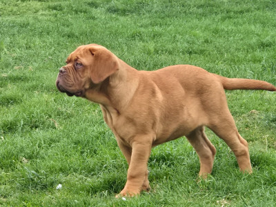 Étalon Dogue de Bordeaux - Big Boss De L'Elite Royal Dog