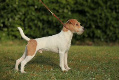 Étalon Parson Russell Terrier - CH. Valentino Love De La Cité Du Bolwerk