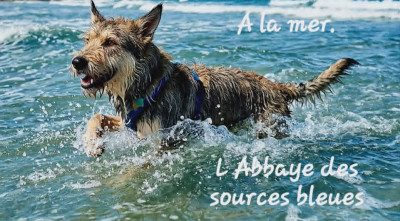 Étalon Berger de Picardie - De Hagan Ava Arès