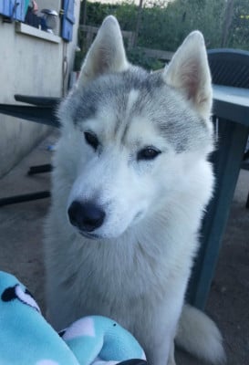 Étalon Siberian Husky - Magic Naillik's