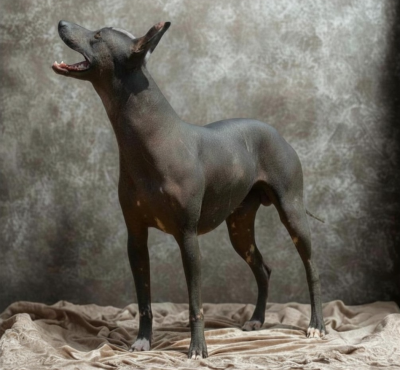 Étalon Chien nu du Perou - Gruffalinas Guetto Superstar