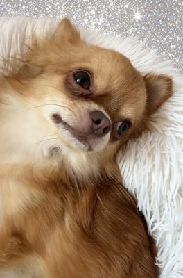 SULLY BLOND du Cèdre Enchanté