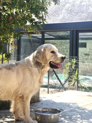 Étalon Golden Retriever - Tweedspey Aindreas