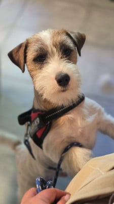 Étalon Jack Russell Terrier - ATTOO Des Gerveilles
