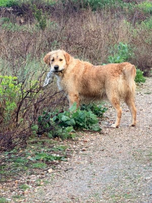 Étalon Golden Retriever - UNA HISTORIA 2 AMOR Des Jardins d Epona