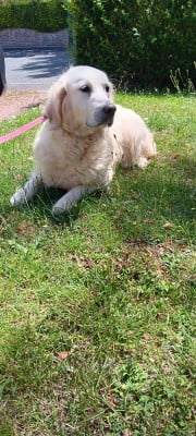 Étalon Golden Retriever - Tess Du Domaine De Maclo