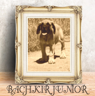 Étalon Mastiff - BACHKIR junior Du Domaine Du Malistiff