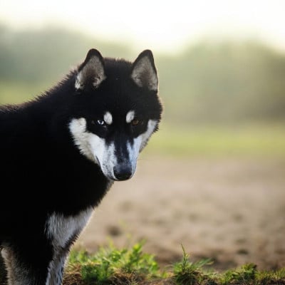 Étalon Siberian Husky - Apach De La Fleur De Lys De La Ternoise