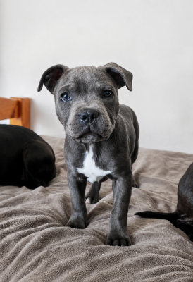 Étalon Staffordshire Bull Terrier - B'Moutik Des Plateaux D'arverne