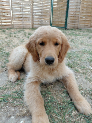 Étalon Golden Retriever - Babette Du Bois Chenes Tauzains