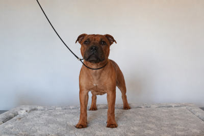 Étalon Staffordshire Bull Terrier - Baloo De La Terre Des Bulls