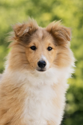 Étalon Shetland Sheepdog - Beautiful At Sunset des Collines de Sagne