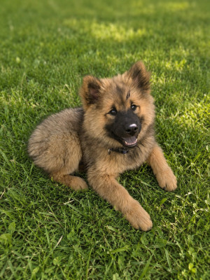 Étalon Eurasier - Brünhild Valkilio Des Rêves De Vasira