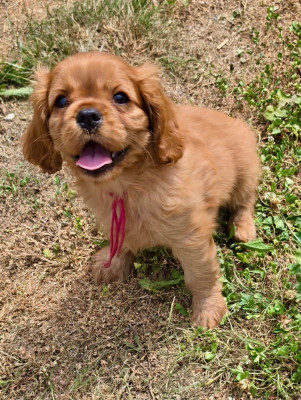 Étalon Cavalier King Charles Spaniel - Bella Rose Du Shadogfionie