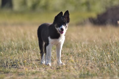 Étalon Border Collie - Dorka's Spirit Banshee