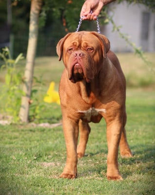 Étalon Dogue de Bordeaux - Al capone  L'Arche des dogues de Noely