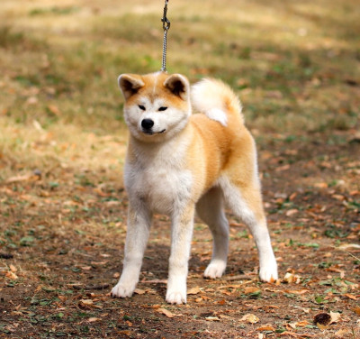 Étalon Akita - Bogetsu No Shizunami Sayu Shingeki No Inu