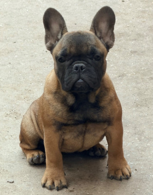 Étalon Bouledogue français - Distinct Origins BETSY BLOOM