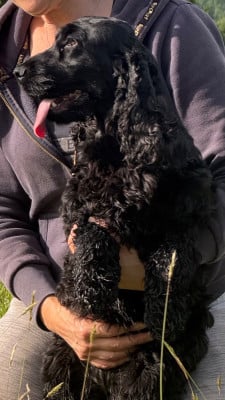 Étalon Cocker Spaniel Anglais - Uprising du puits a loups