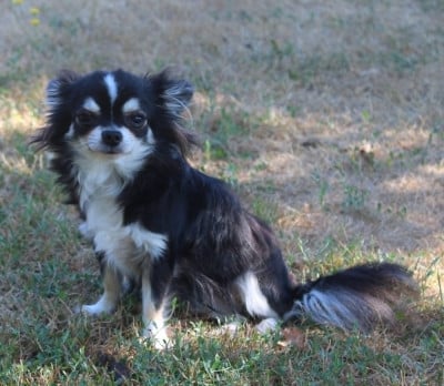 Étalon Chihuahua - Annabelle De La Vallée Des Cèdres Bleus
