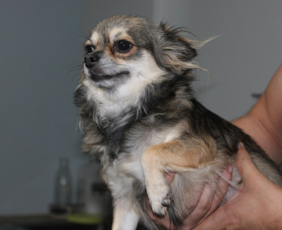 Étalon Chihuahua - urhia De La Vallée Des Cèdres Bleus