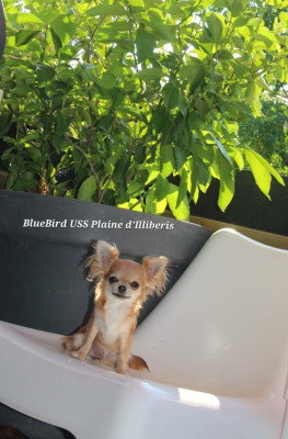 Étalon Chihuahua - BlueBird USS De La Plaine D'illiberis