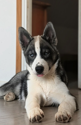 Étalon Siberian Husky - Boston (Sans Affixe)