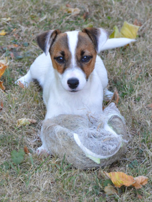 Étalon Jack Russell Terrier - Bloomy Du Domaine de rupt de mad